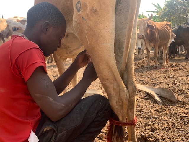 Lynn's community milking