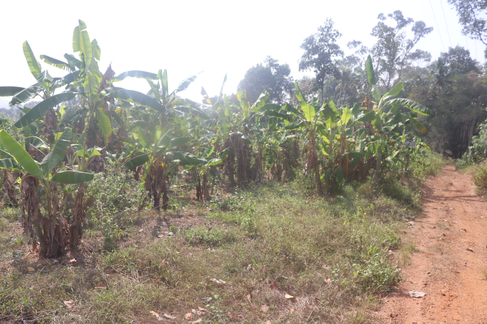 Banana plantation 01-2023