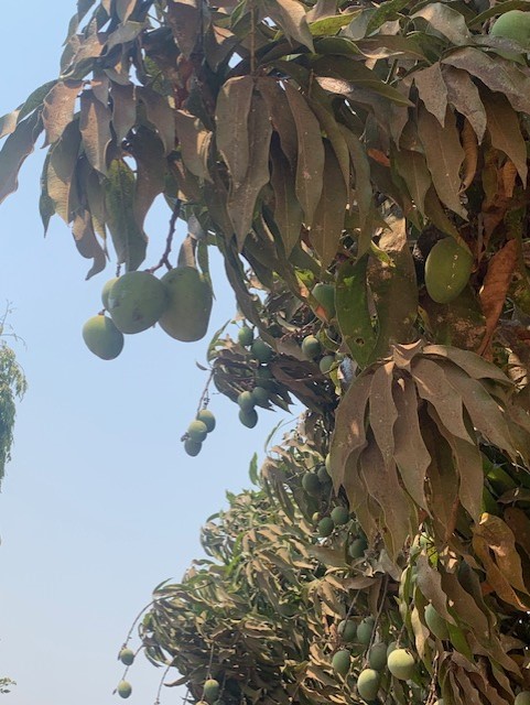 Mango fruits