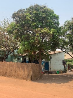 Mango trees