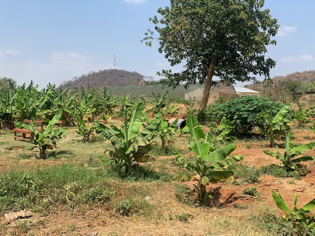 Nanga School garden