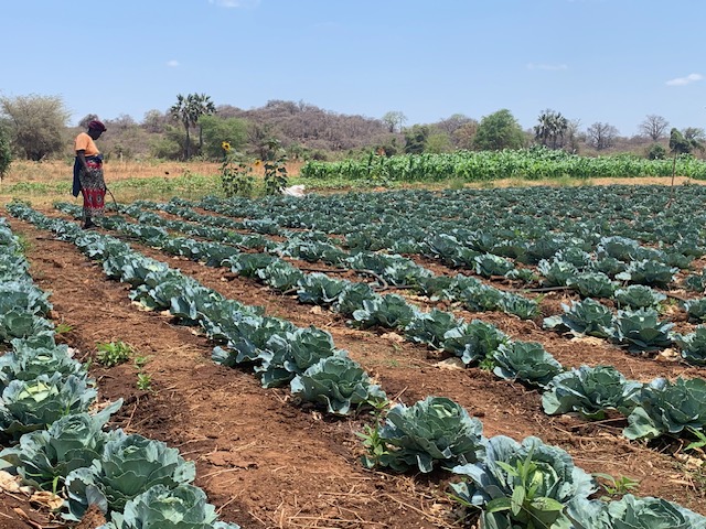 Cabbages at Nanga