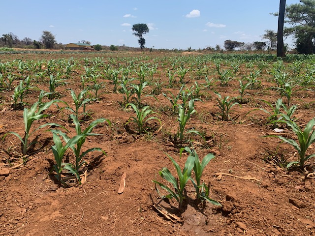 Maize at Nanga