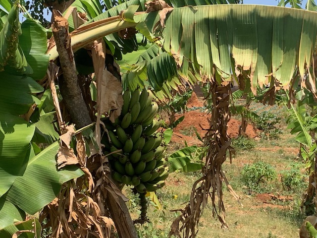 Nanga bananas.. ready in a few weeks.