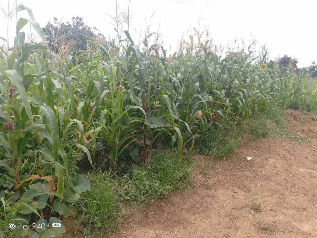 The Hatwaambo's garden